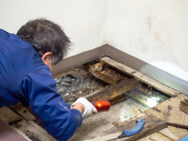 Best Mold Removal Company Near Me  in Herald Harbor, MD