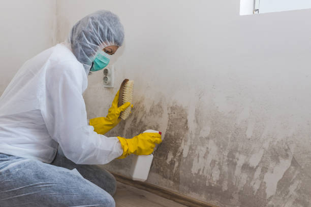 Attic Mold Removal in Herald Harbor, MD