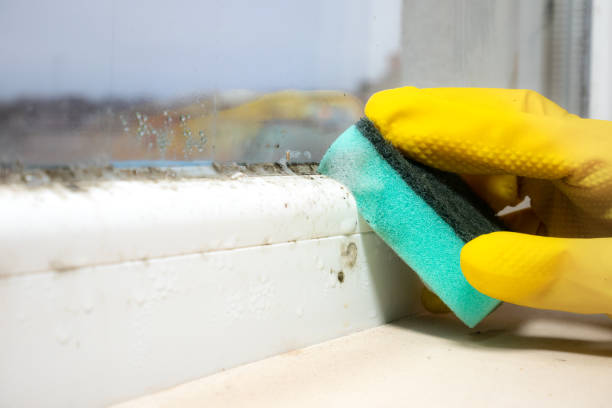 Mold Removal Process in Herald Harbor, MD