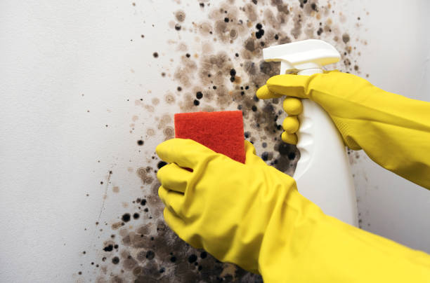 Best Residential Mold Removal  in Herald Harbor, MD