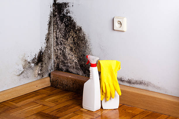 Best Same-Day Mold Removal  in Herald Harbor, MD